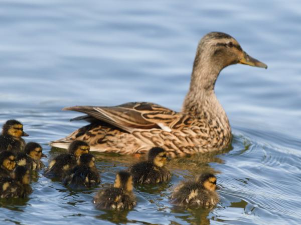 <h3><a href="/trips/extramadura/biota/animalia/chordata/aves/007 anseriformes/003 anatidae/anas platyrhynchos/anas platyrhynchos-nl.html">Anas&nbsp;platyrhynchos</a> / Mallard / Wilde&nbsp;eend</h3>OM-1 Mark II met OLYMPUS M.150-400mm F4.5, 1/2000 sec  bij F4.5, ISO 1000, afstand 9.47&nbsp;m